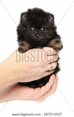 Man Holds Tiny Spitz Puppy In Hands On White Background