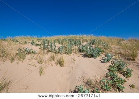 Top Of Dune With Plants Sea Holly And Beachgrass