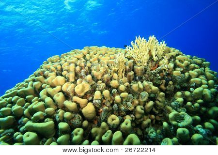 Korálovém dómu (Porites)