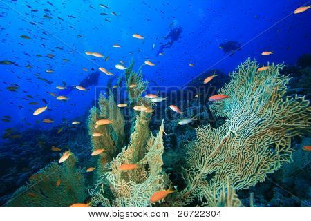 Gorgonian Fan Coral med Scuba dykkere silhuet i baggrunden
