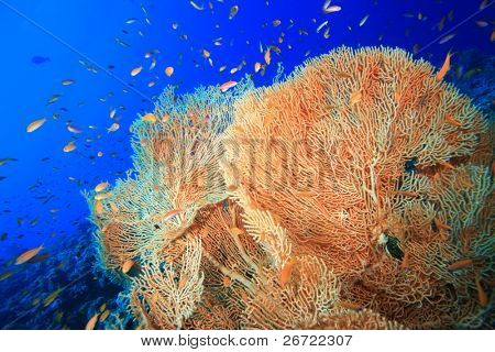 Gorgonian Fan Coral