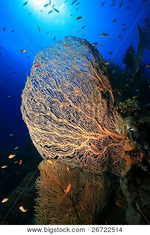 Gorgonian Sea Fan (Annella mollis)