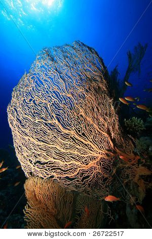 Gorgonian Sea Fan (Annella mollis)