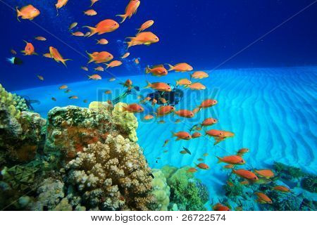 Scuba Diving bir mercan kayalığı üzerinde
