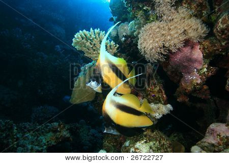 Par røde Hav Bannerfish (Heniochus intermedius)