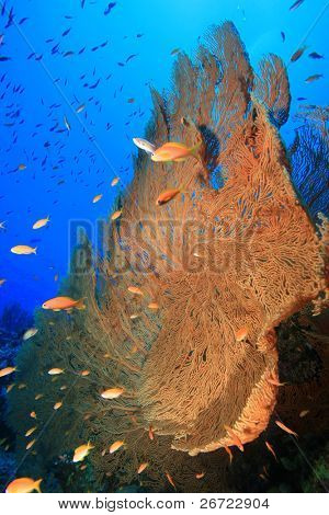 Gorgonian Fan koraller