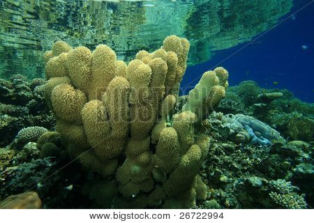 Anémona Coral (Goniopora planulata)