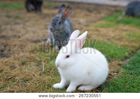 This Is A White Rabbit Sitting On Green Grass