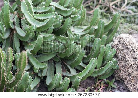 Cactus Grows Bush On A Rocky Ornamental Flower Bed. The Latin Name Is Euphorbia Resinifera