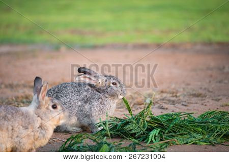This is a rabbit sitting on green grass