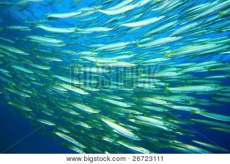 Shoal sarı Barracudas