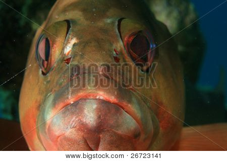 Blacktip Garoupa (Epinephelus fasciatus)