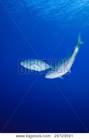 Lepomis Trevally (Carangoides bajad)