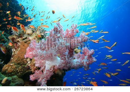 Coloridos corais moles e Lyretail Anthias