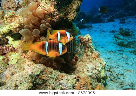 Paar Rotmeer-Anemonenfisch (Amphiprion Bicinctus) in Bubble-Anemone