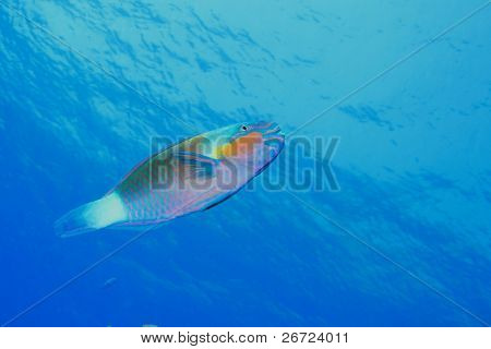 Bullethead Papageienfische (Chlorurus Sordidus)