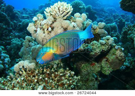 Bullethead Papageienfische (Chlorurus Sordidus)