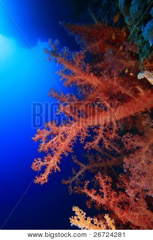 Dendronephtya Soft Corals
