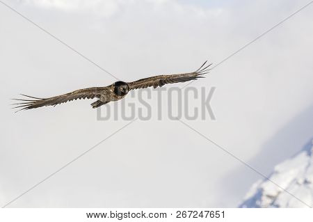 Bearded Vulture, Gypaetus Barbatus, Immature, First Year Flying In The French Alps, Vanoise, France,