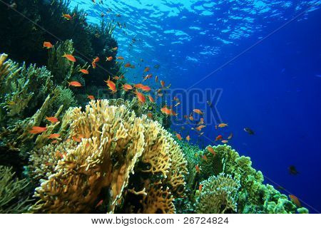 Coral reef og Lyretail Anthias