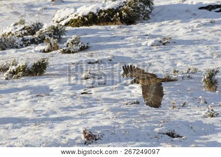 Bearded Vulture, Gypaetus Barbatus, Immature, First Year Flying In The French Alps, Vanoise, France,