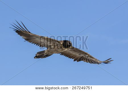 Bearded Vulture, Gypaetus Barbatus, Immature, First Year Flying In The French Alps, Vanoise, France,