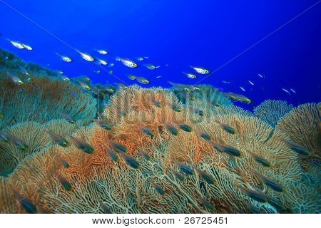 GlassFish (Golden fejemaskiner) og Gorgonian Fan Coral
