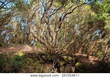 Forest Cross Section, Roots And Laurel Tree In Forest