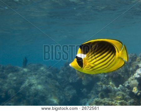 Racoon Butterflyfish