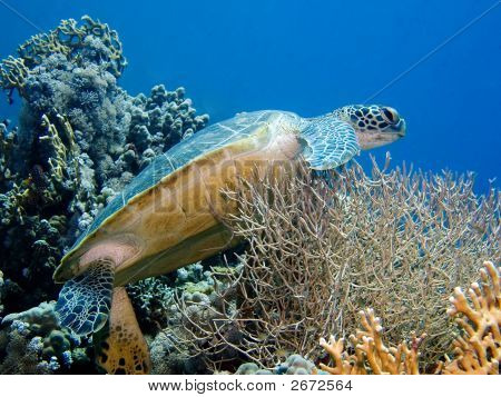 Soepschildpad op Coral