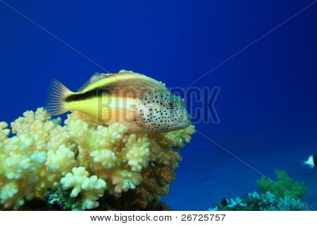 Szeplős Hawkfish (Paracirrhites forsteri)