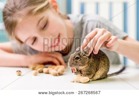 Young girl playing with cute chilean degu squirrel.