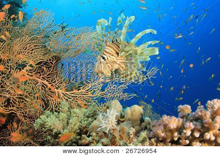 Lionfish og Gorgonian Fan koraller