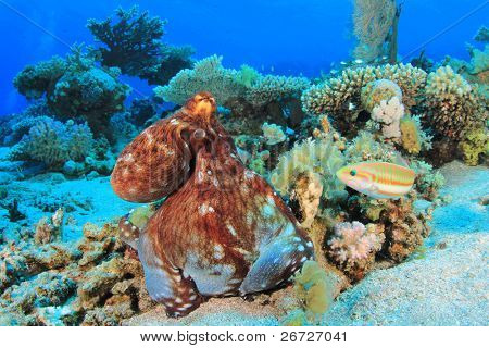 Big Red Octopus (polvo cyaneus) caça em um recife de coral no mar vermelho