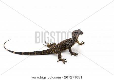 The Black Roughneck Monitor Lizard Isolated On White Backgrouns