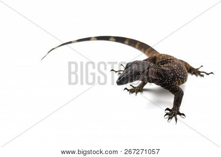 The Black Roughneck Monitor Lizard Isolated On White Backgrouns