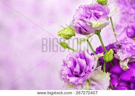 Bunch Of Blooming Eustoma Flowers On A Blurry Backdrop With A Lights Bokeh. Copy Space On Purple Abs