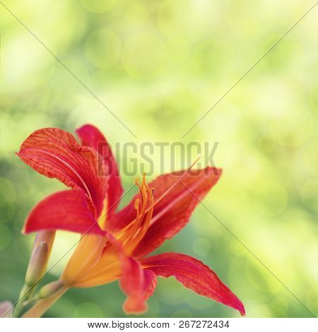 Natural Flowery Background With Orange Lily Flower On Blurred Green Fon. Copy Space For Your Text.
