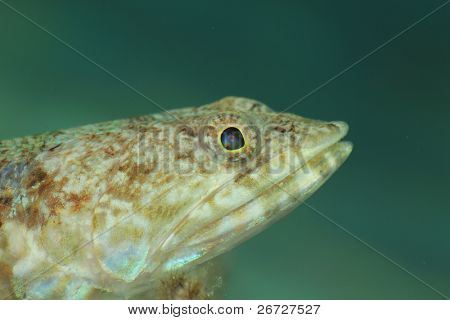 Lizardfish