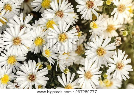 White Flowers Astra Perennial Bush Belongs To The Family Asterae Or Asteraceae