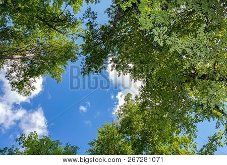 Crowns Of Tall Foliar Trees Above His Head In The Forest Against A Blue Sky. Wild Nature Of The Fore