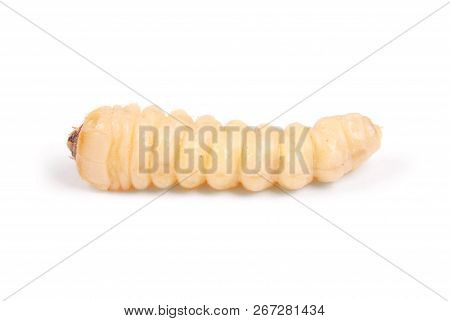 Larva Bark Beetle (scolytinae). Larva Of Bark Beetles Legless Isolated On White Background.