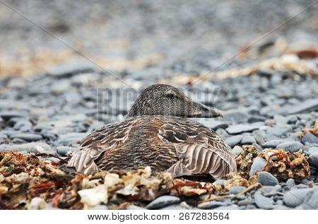 Glaucous Gull (Larus hyperboreus) on the wing - Arctic
