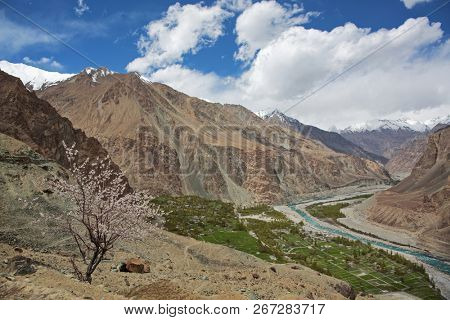 Apricot blossom in Himalayas
