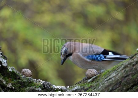 Eurasian Jay (garrulus Glandarius) Looking For Food.