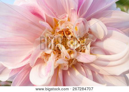 Florid Large And Small Petals Of Pale Pink Dahlia Close-up.