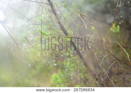 Laurel Forest in Tenerife, Canary Islands