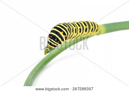 Swallowtail Caterpillar On Branch