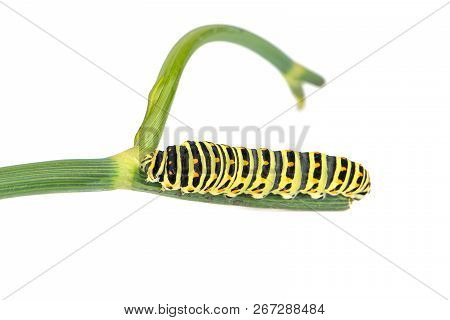 Swallowtail Caterpillar On Branch