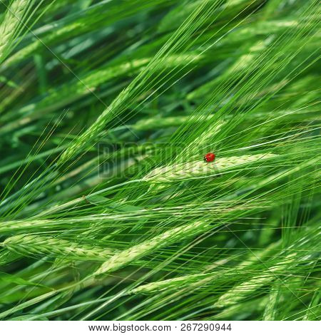 Seven-spot Ladybird Sitting On The Ear Of Barley In A Grain Field On A Summer Day. Selective Focus, 